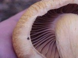 Chroogomphus tomentosus image