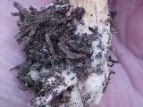 Chroogomphus tomentosus image