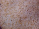 Chroogomphus tomentosus image