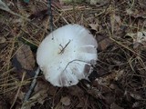 Agaricus silvicola image