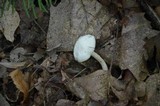Hygrocybe virginea var. virginea image