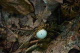 Hygrocybe virginea var. virginea image
