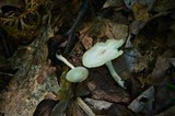 Hygrocybe virginea var. virginea image
