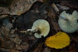 Hygrocybe virginea var. virginea image
