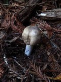 Agaricus moelleri image