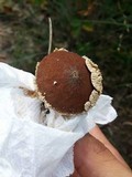 Lycoperdon marginatum image