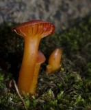 Hygrocybe miniata image