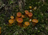 Hygrocybe miniata image