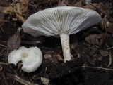 Melanoleuca verrucipes image