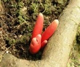 Image of Podostroma cornu-damae