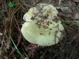 Russula cyanoxantha image