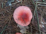 Russula silvicola image