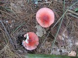 Russula silvicola image