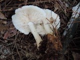 Rhodocollybia maculata image
