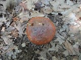 Suillus luteus image