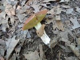 Suillus luteus image