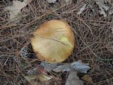 Suillus acidus image