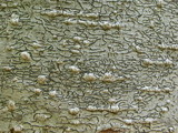 Graphis scripta image