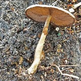 Agaricus endoxanthus image