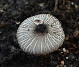 Agaricus endoxanthus image