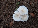Lepista densifolia image