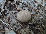 Lycoperdon nigrescens image