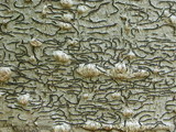 Graphis scripta image