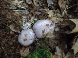 Cortinarius alboviolaceus image