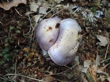 Cortinarius alboviolaceus image