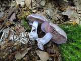 Cortinarius alboviolaceus image