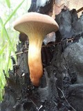 Phylloporopsis boletinoides image