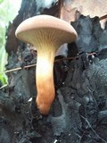 Phylloporopsis boletinoides image