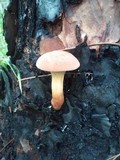Phylloporopsis boletinoides image