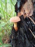 Phylloporopsis boletinoides image