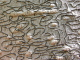 Graphis scripta image