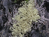 Flavocetraria nivalis image