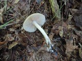 Entoloma rhodopolium image