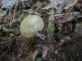 Entoloma rhodopolium image