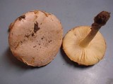 Amanita wellsii image