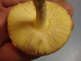 Amanita wellsii image
