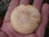 Amanita wellsii image
