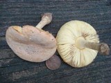 Amanita wellsii image