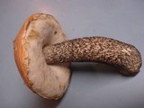 Leccinum aurantiacum image