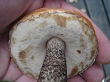 Leccinum aurantiacum image