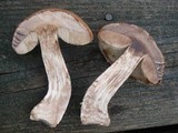 Leccinum aurantiacum image