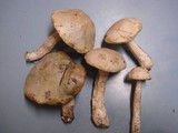 Leccinum holopus image