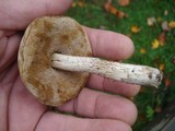 Leccinum holopus image