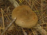 Paxillus involutus image