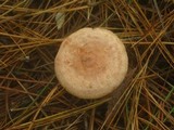 Lactarius vinaceorufescens image