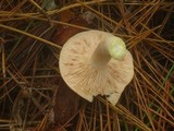 Lactarius vinaceorufescens image